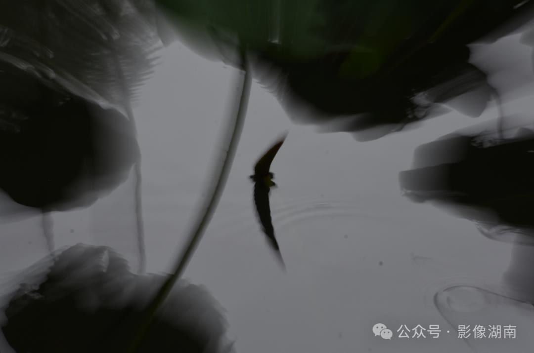 DƬ